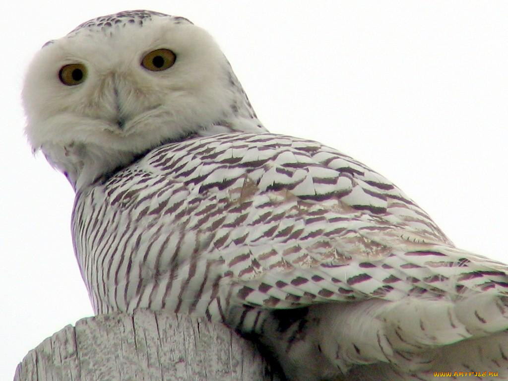 snowy, owl, up, close, and, personal, , 